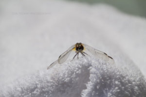 This dragonfly perched on a towel by the pool. He seemed quite pleased to have his photo taken.