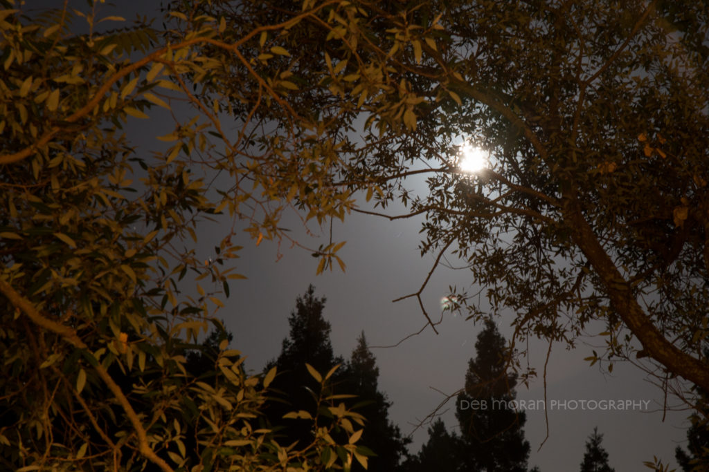Before going to bed, I had fun with my camera and the moonlight. this was taken shortly after midnight.