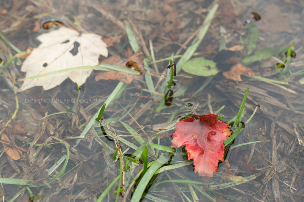 We had a massive downpour this morning. I spotted this red leaf in a puddle on my way back from the bus stop. I grabbed my camera and snapped away. It wasn't until I got it on the computer that I noticed the little centipede, clinging for dear life to a blade of duck grass.