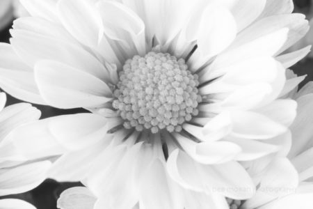 Week 1 – Botanical Portrait Photography & Lighting Class
