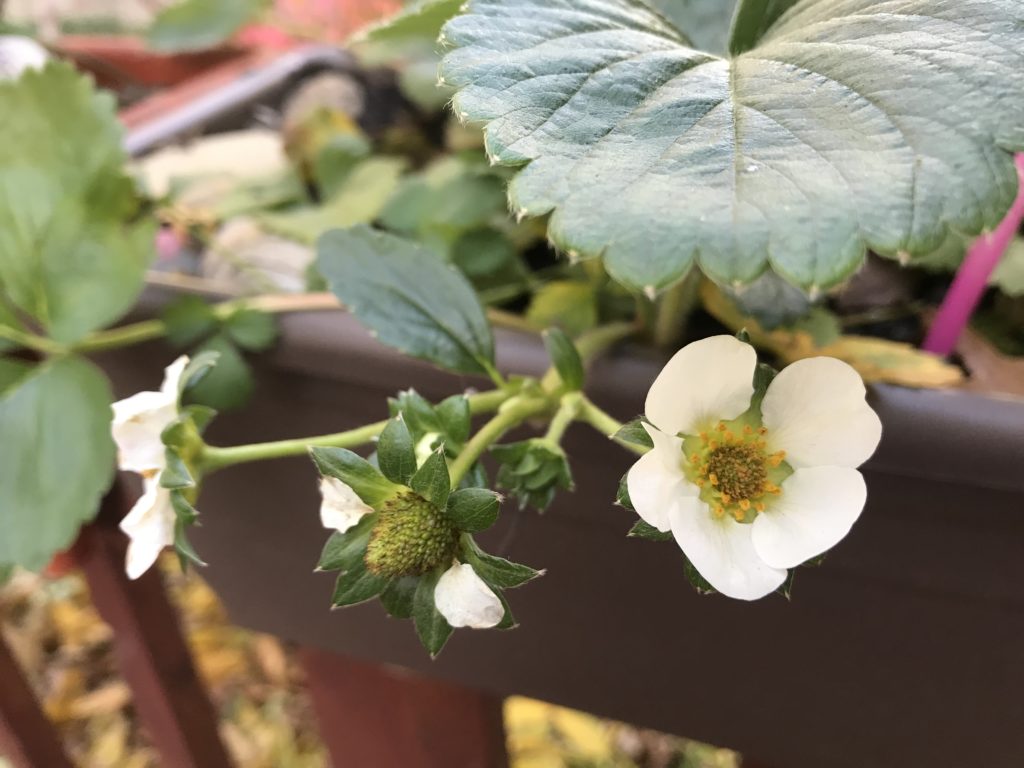 Strawberries!