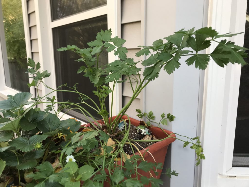 More strawberries and ginormous parsley!
